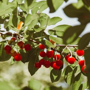 PERFUME EQUIVALENCIA 686