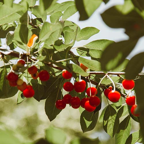 PERFUME EQUIVALENCIA 686