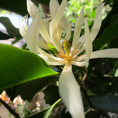 PERFUME EQUIVALENCIA 688