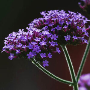 PERFUME EQUIVALENCIA 689