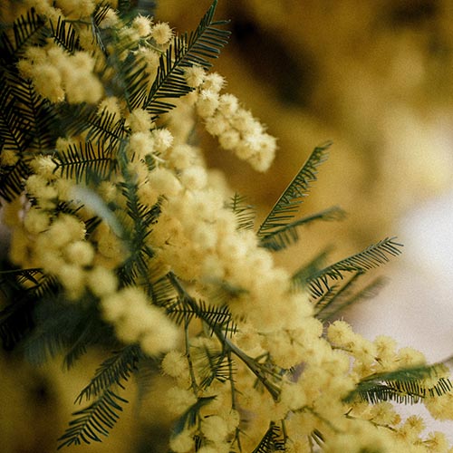 PERFUME EQUIVALENCIA 694