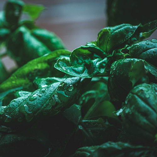 PERFUME EQUIVALENCIA 698