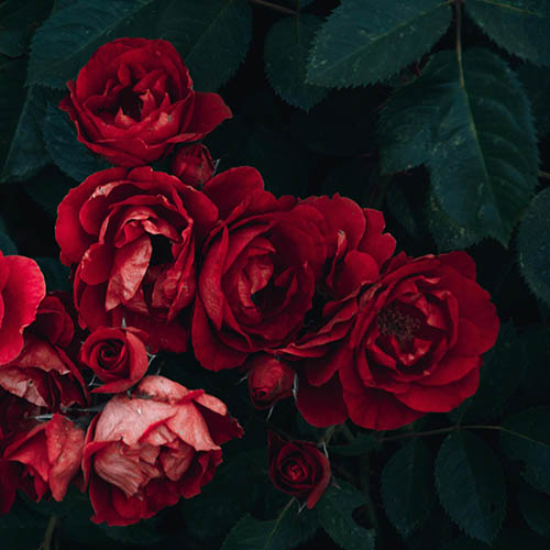 PERFUME EQUIVALENCIA 701