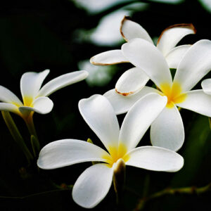 PERFUME EQUIVALENCIA 706