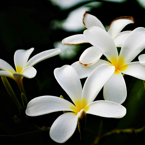 PERFUME EQUIVALENCIA 706