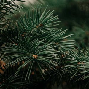 PERFUME EQUIVALENCIA 707