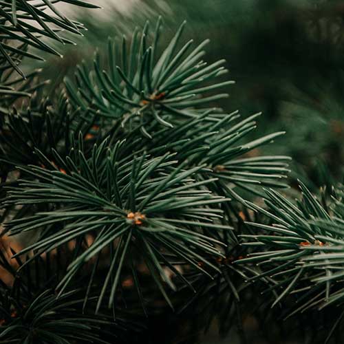 PERFUME EQUIVALENCIA 707