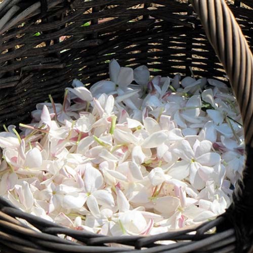 PERFUME EQUIVALENCIA 708