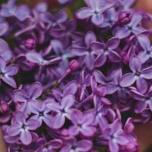 PERFUME EQUIVALENCIA 071