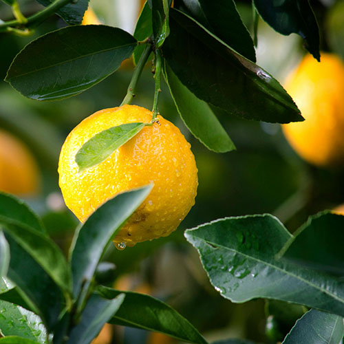 PERFUME EQUIVALENCIA 710