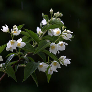 PERFUME EQUIVALENCIA 714