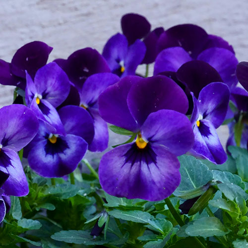 PERFUME EQUIVALENCIA 715