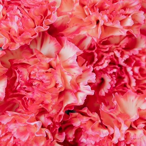 PERFUME EQUIVALENCIA 721