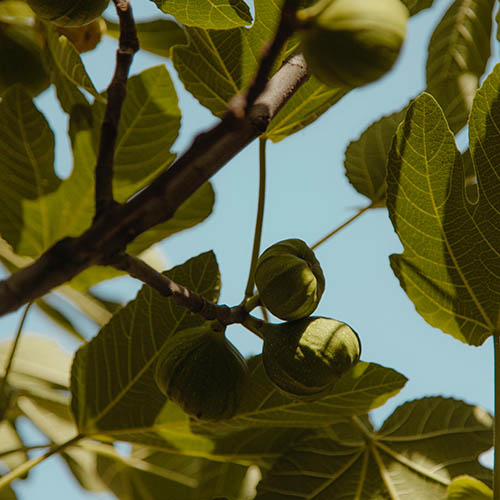 PERFUME EQUIVALENCIA 725