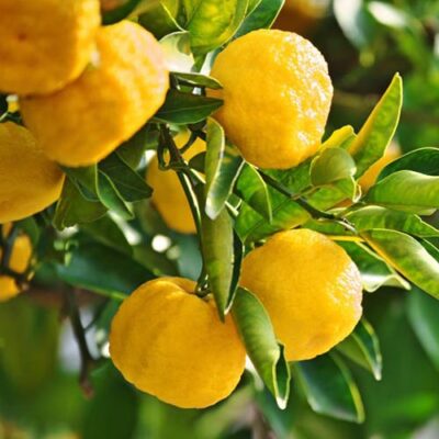 PERFUME EQUIVALENCIA 732