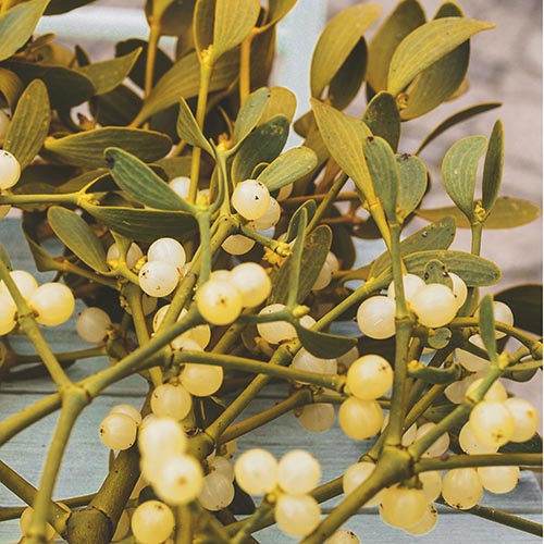 PERFUME EQUIVALENCIA 741