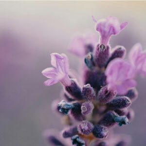 PERFUME EQUIVALENCIA 744