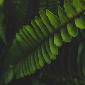 PERFUME EQUIVALENCIA 752