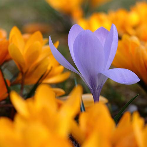 PERFUME EQUIVALENCIA 755