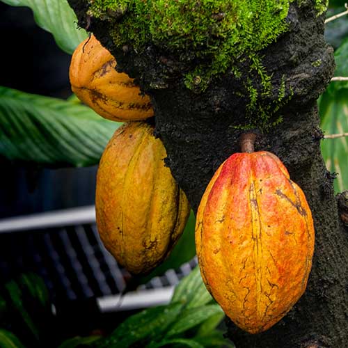 PERFUME EQUIVALENCIA 760