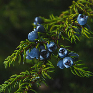 PERFUME EQUIVALENCIA 771