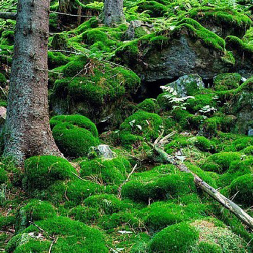 PERFUME EQUIVALENCIA 774