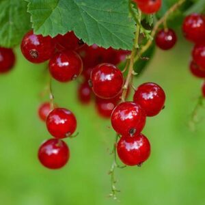 PERFUME EQUIVALENCIA 778