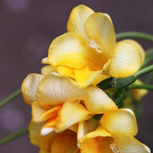 PERFUME EQUIVALENCIA 781