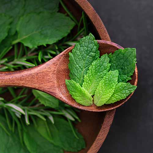 PERFUME EQUIVALENCIA 085