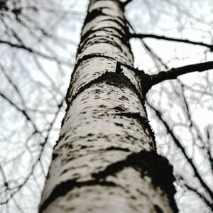 EXTRACTO DE PERFUME 73004