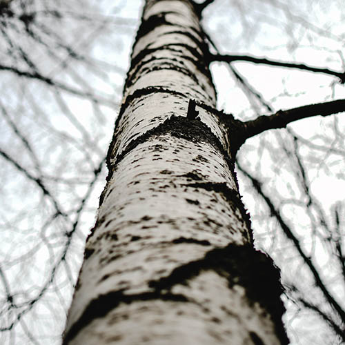 EXTRACTO DE PERFUME 73004