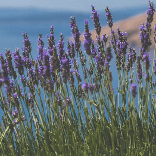 PERFUME EQUIVALENCIA 508