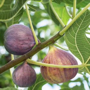 SPRAY AROMA FICO DI AMALFI