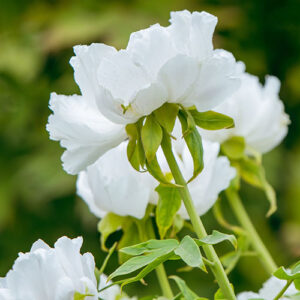 EXTRACTO DE PERFUME 73003