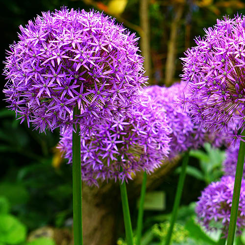 PERFUME EQUIVALENCIA 521