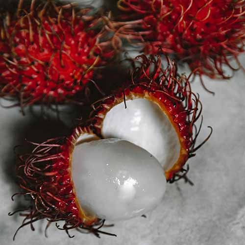 Tentación de Manzana