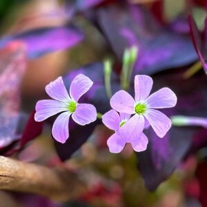 PERFUME EQUIVALENCIA 579