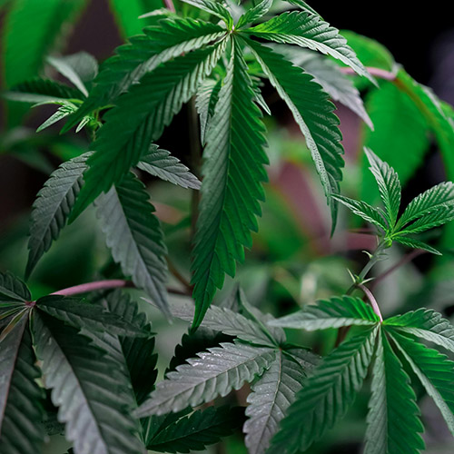 PERFUME EQUIVALENCIA 593