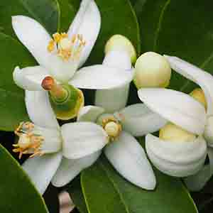 PERFUME EQUIVALENCIA 772