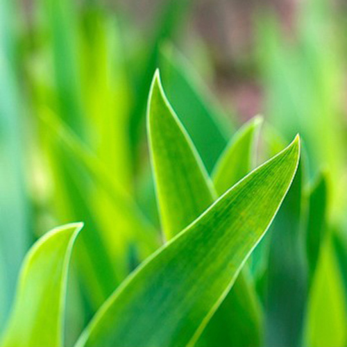 PERFUME EQUIVALENCIA 292