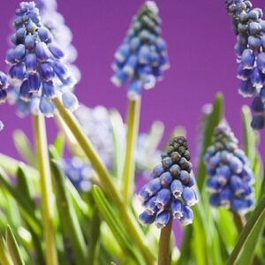 PERFUME EQUIVALENCIA 194