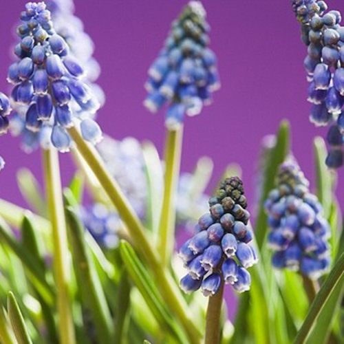 PERFUME EQUIVALENCIA 194